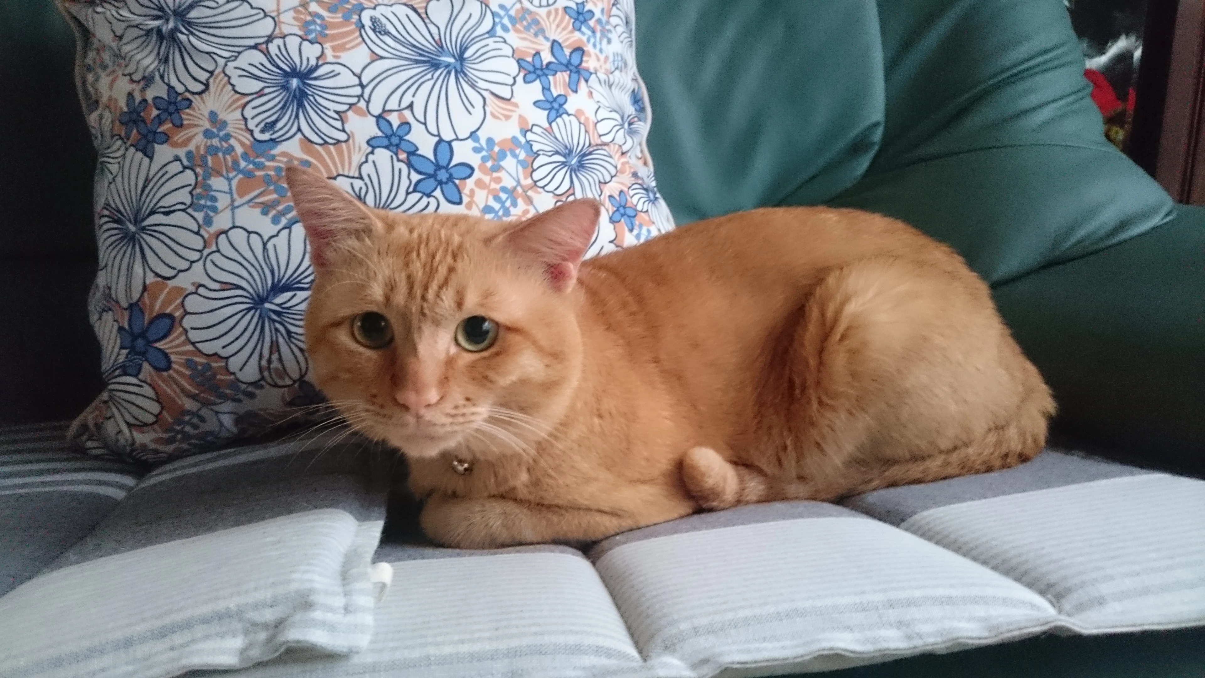 はるみ22742244im77