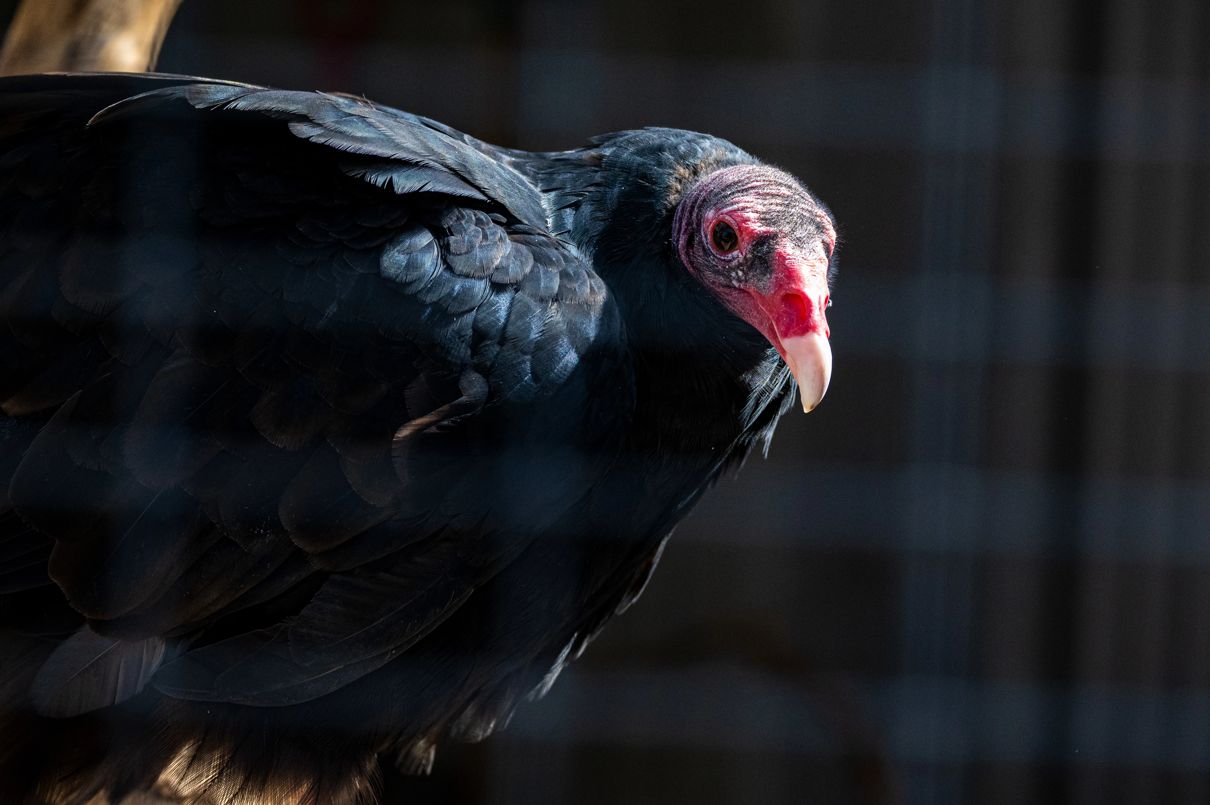 The Original Carillo