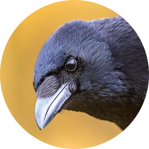 CorvusCrow