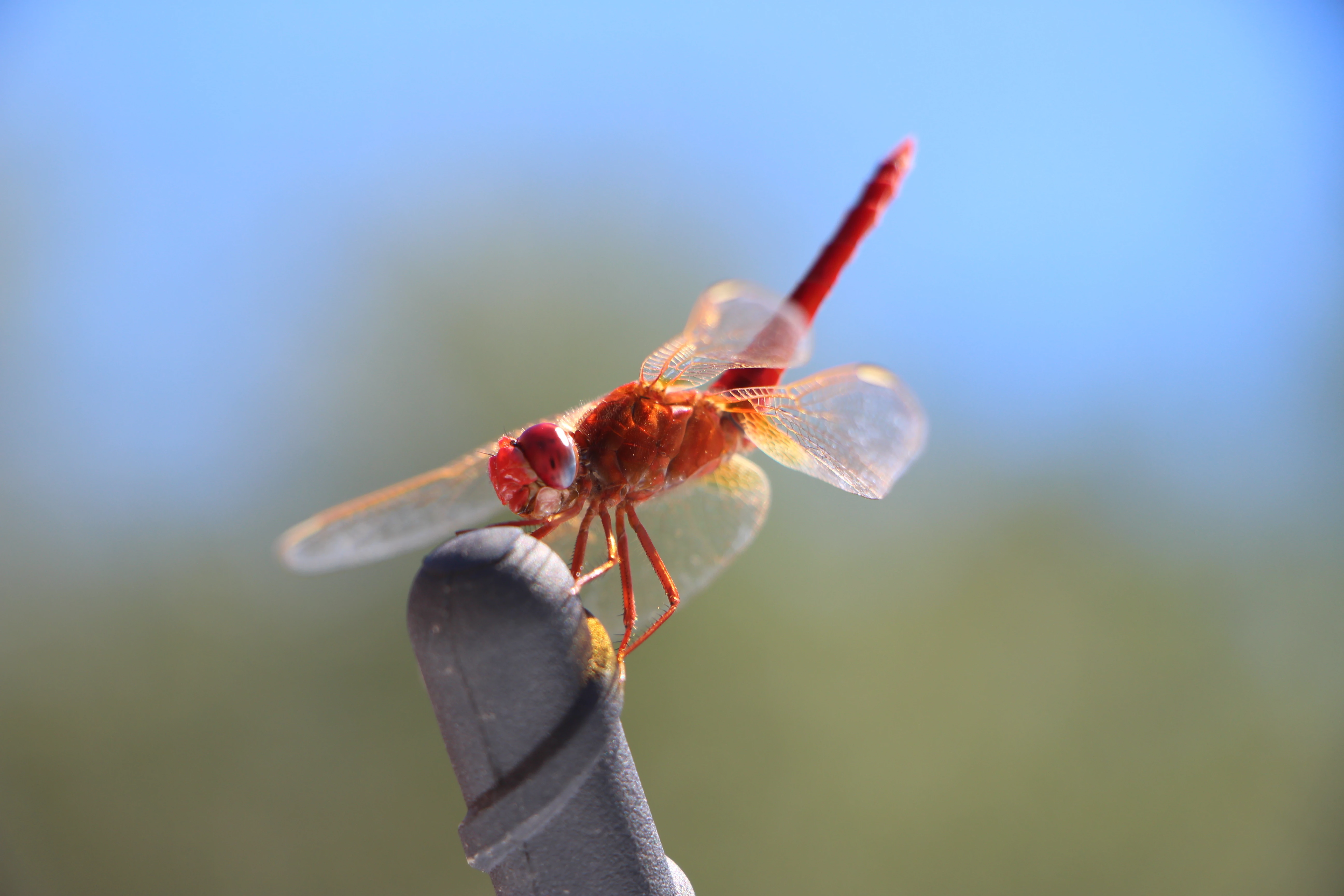 Francisco Bandera Haro