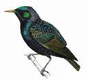 Agent_Starling