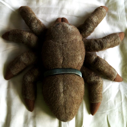 MySpiderPal