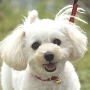 MiIKo