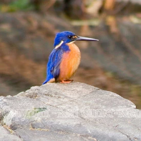 Tom Gunter-Kremers Clarix