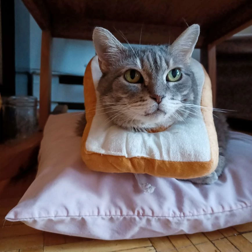 rinewithoutacat