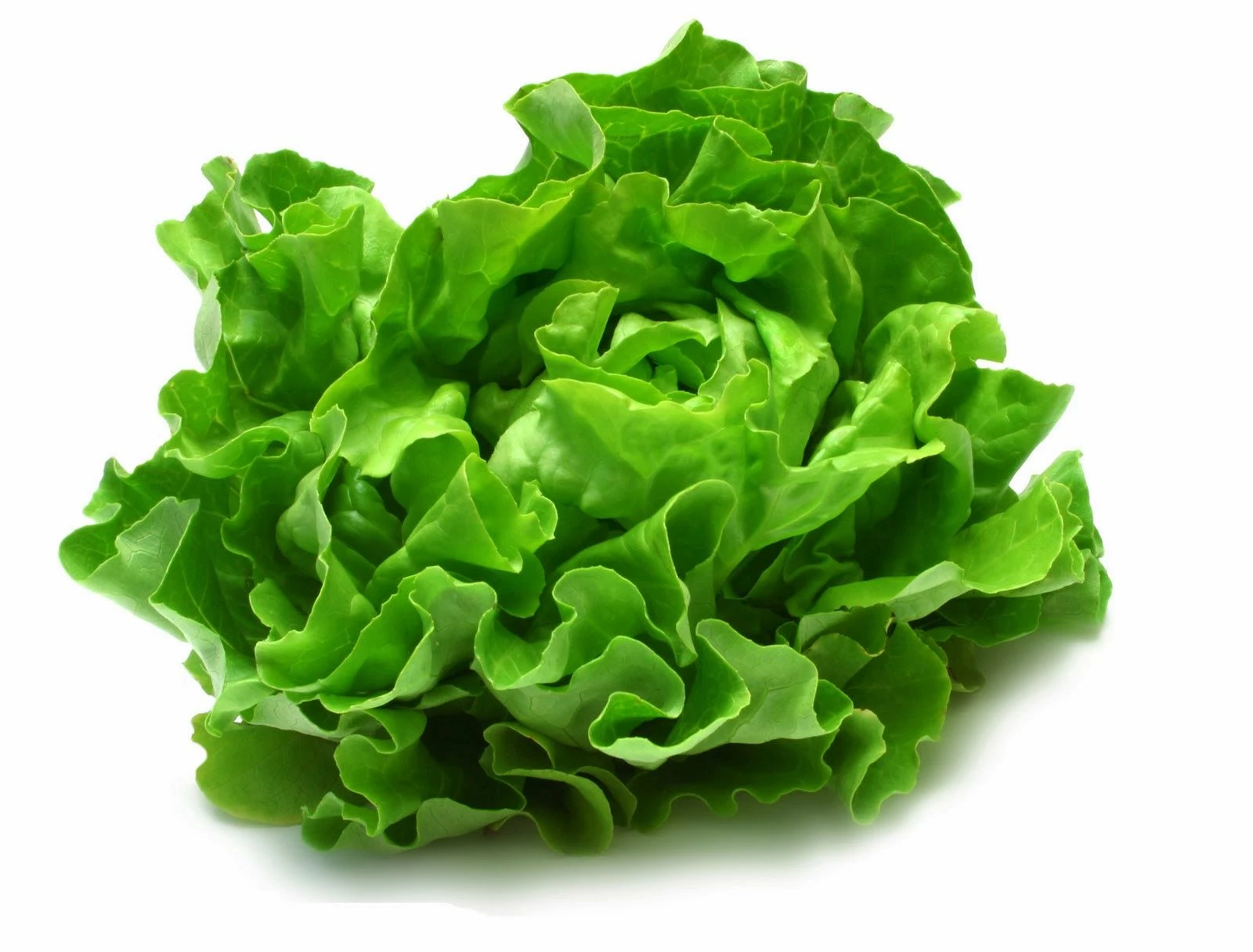 Lechooga