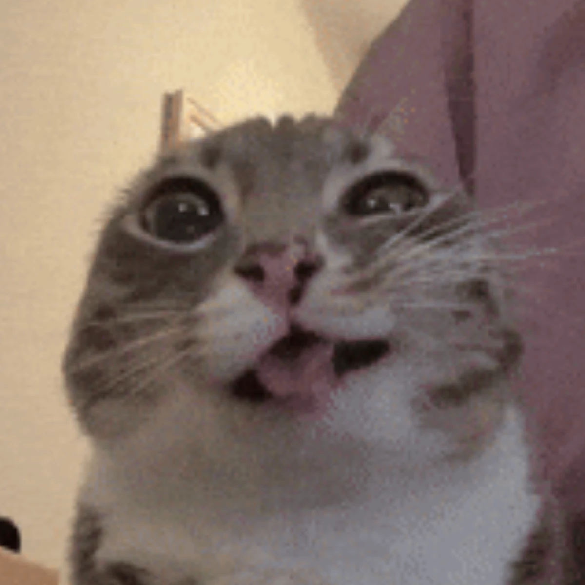 tajmw
