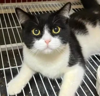 movcat