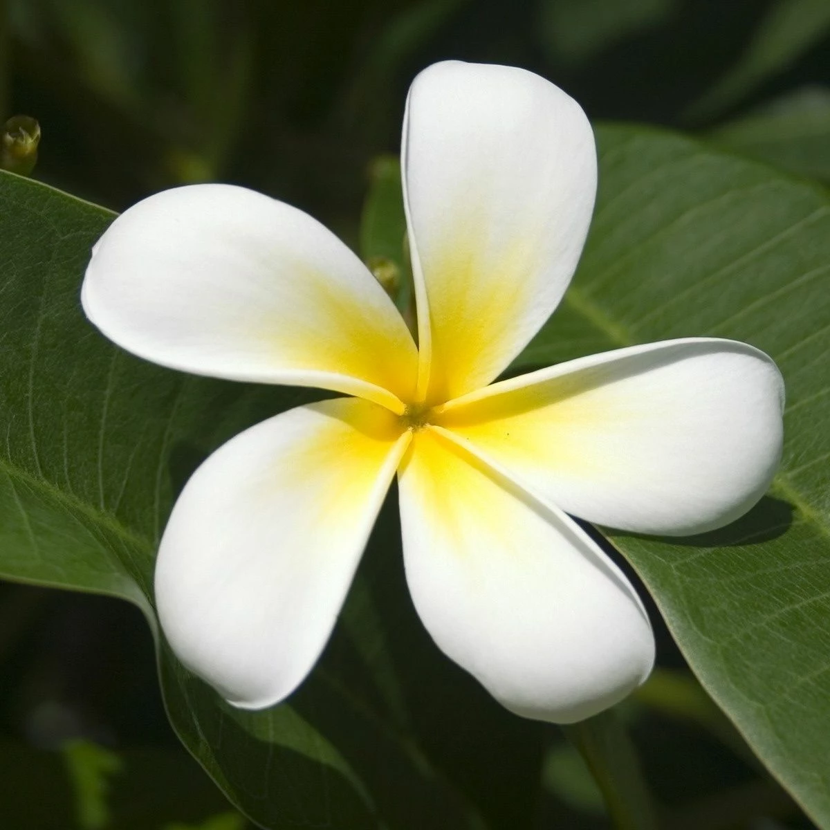 kaivalagi