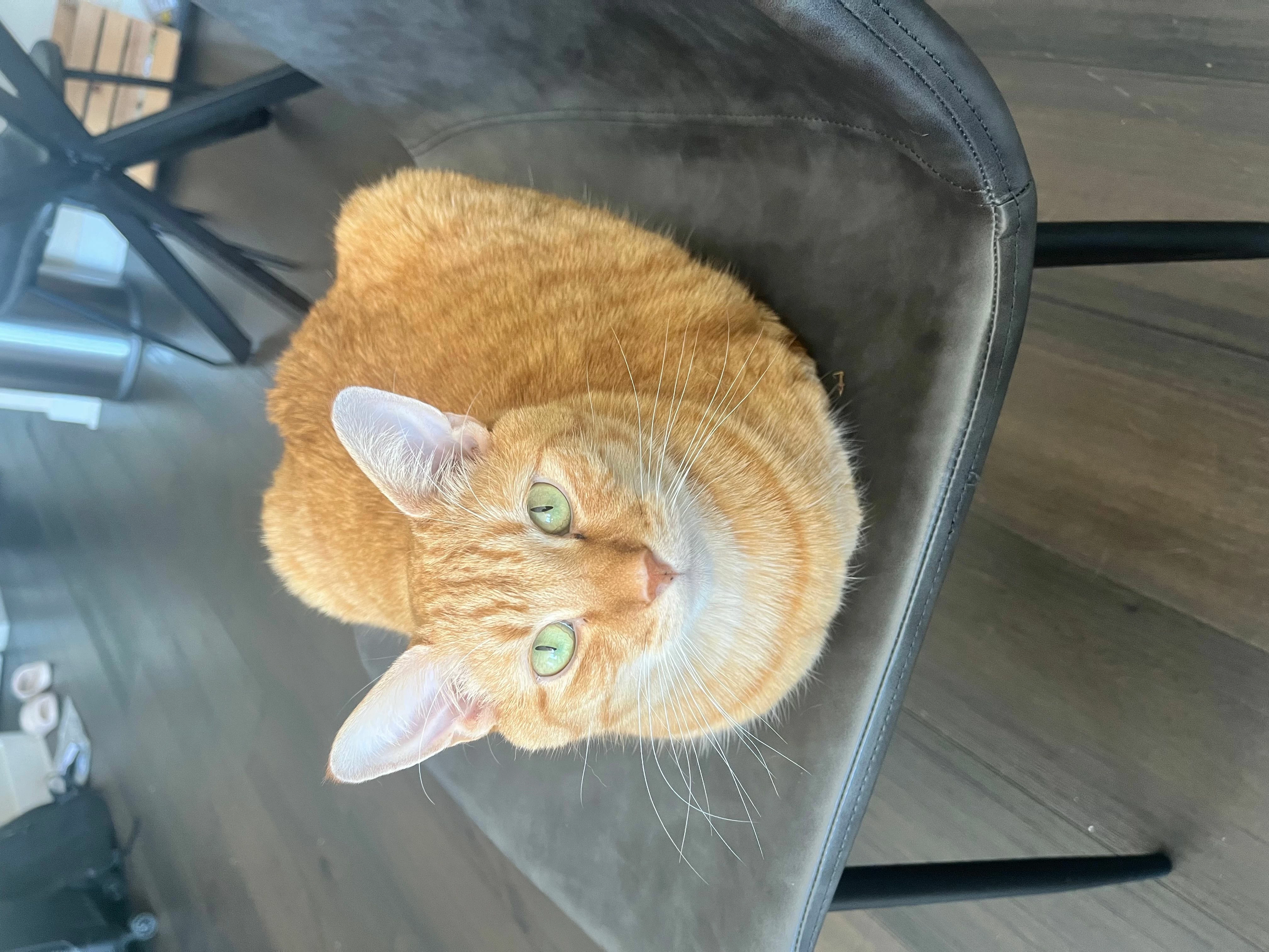 NorCalAptCat