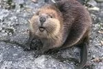 EagerBeaver