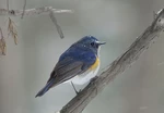 VictorMa
