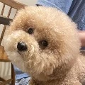 lisa_huang