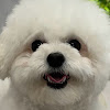 BH.SON