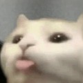 Linus_06