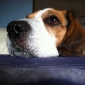 drago
