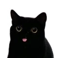 ljnkshady