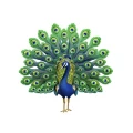 Joe Peacock