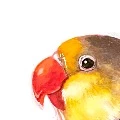 Lati