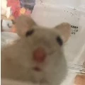 Zerui