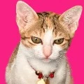 Thai_Ha_Ngo