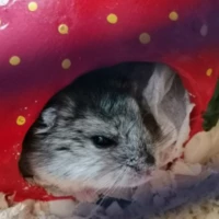 Takabrycheri