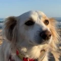 Kaya