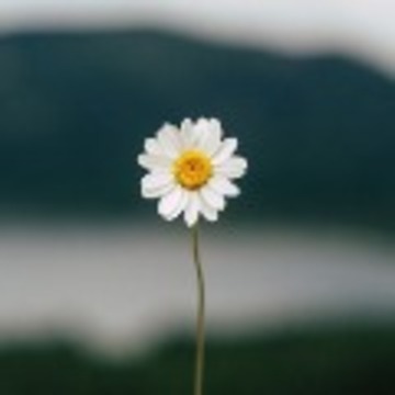 lihua_lin