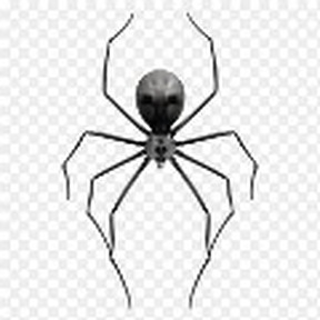 Spyder_O_Neil