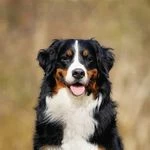 Bigdog
