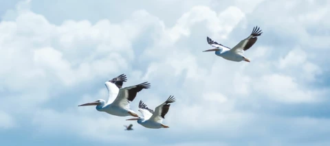 Community Migration FAQs - Oct. 2019