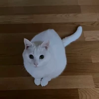 すもも