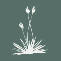 Agave