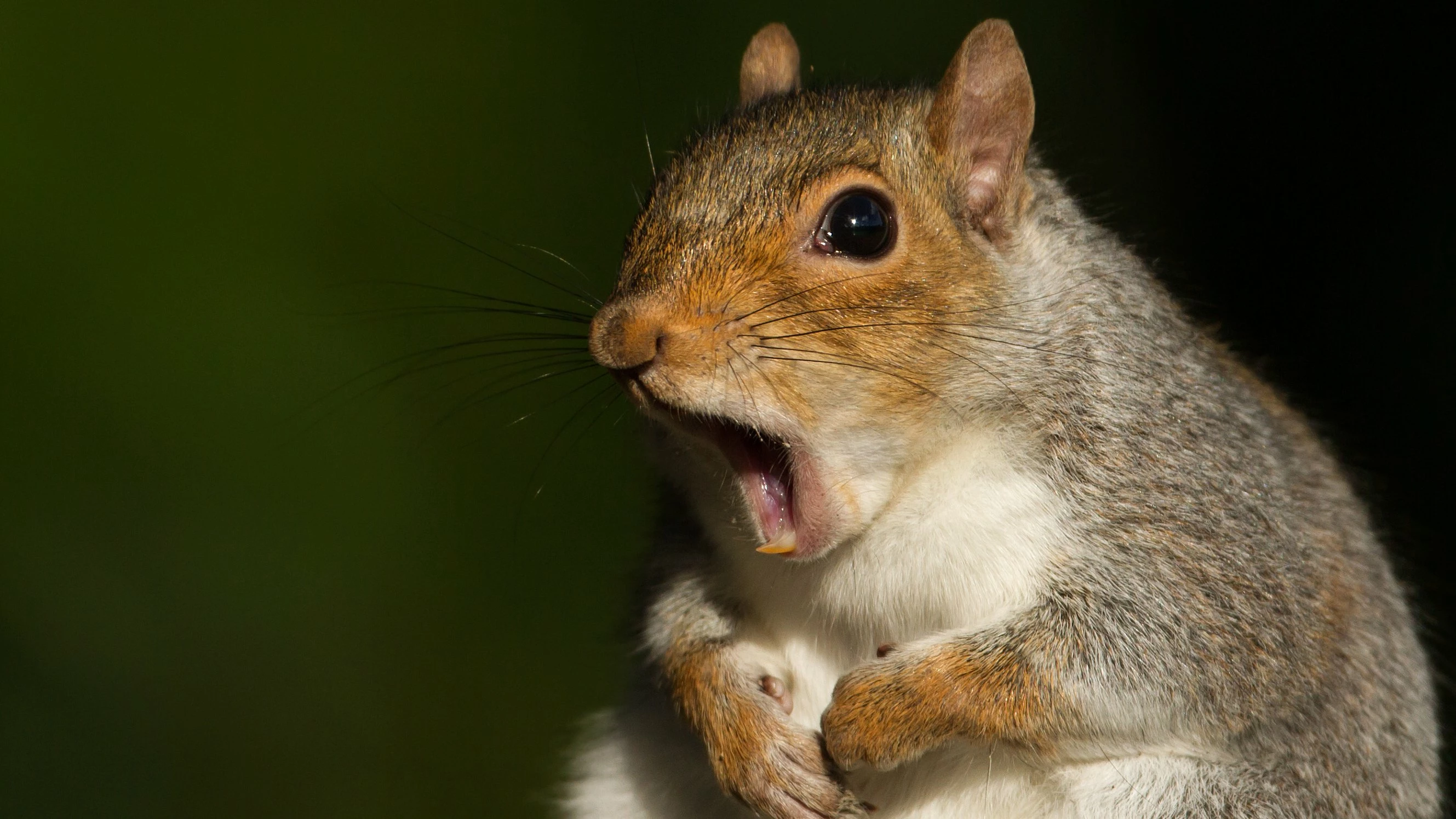 wxsquirrel