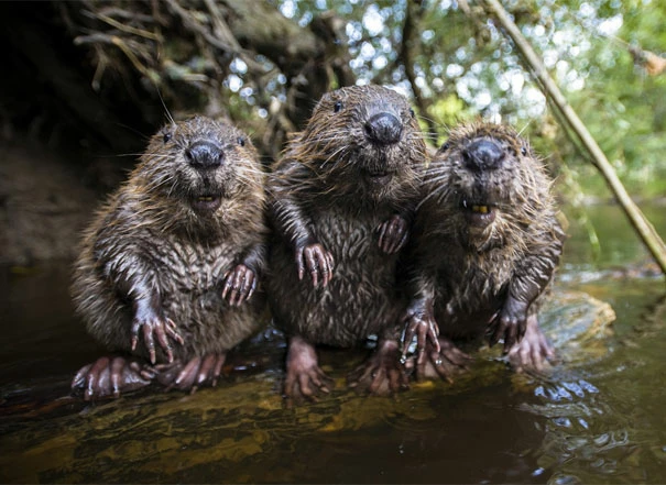 The Tax Beaver