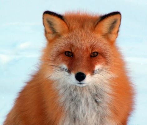 FoxyLoxy