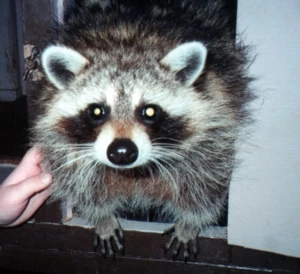 RaccoonDad