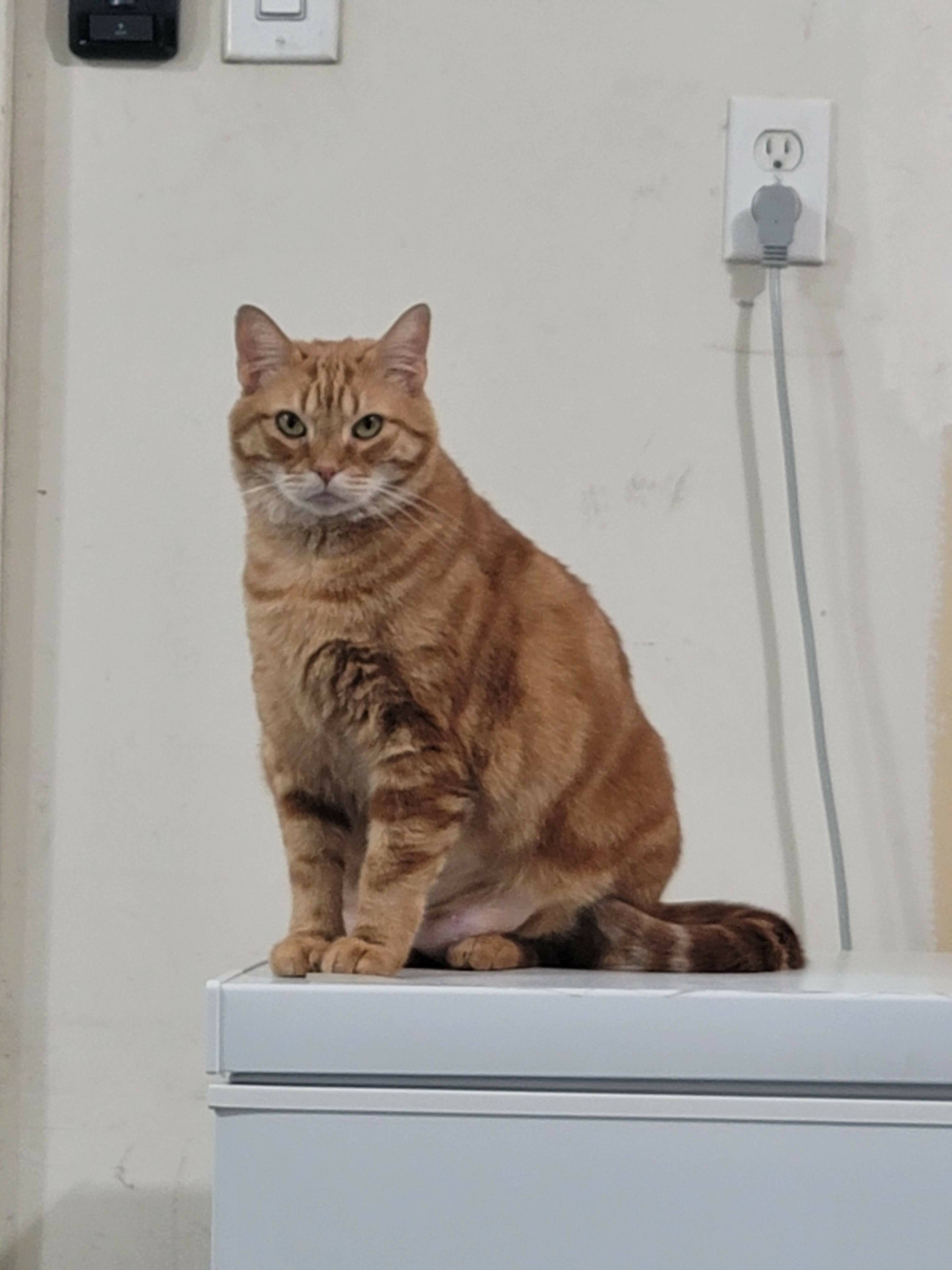 BigHarshy