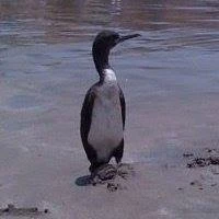 pmcarrion