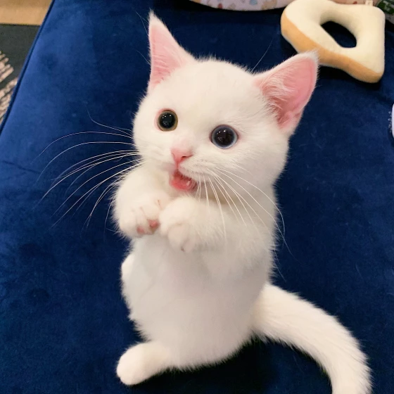 MinhThienDX