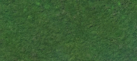 Happy International Forests Day!