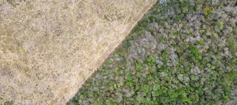 Developing SICAMFOR: Leveraging Collect Earth, Google Earth Engine, and Planet NICFI Basemaps to Monitor Forest Changes in Me