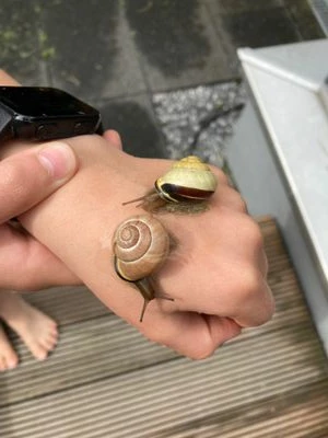 schnecken.jpg