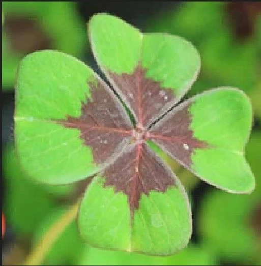 Screenshot 2023-01-03 184635.JPG