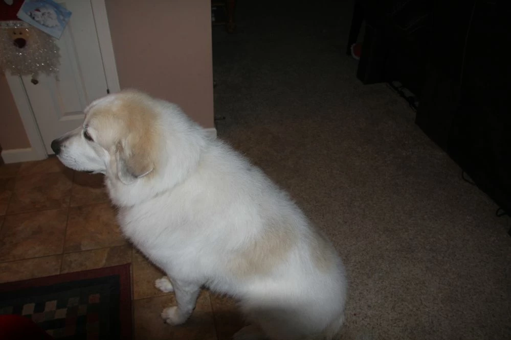 8-1/2 years old, 115 pounds