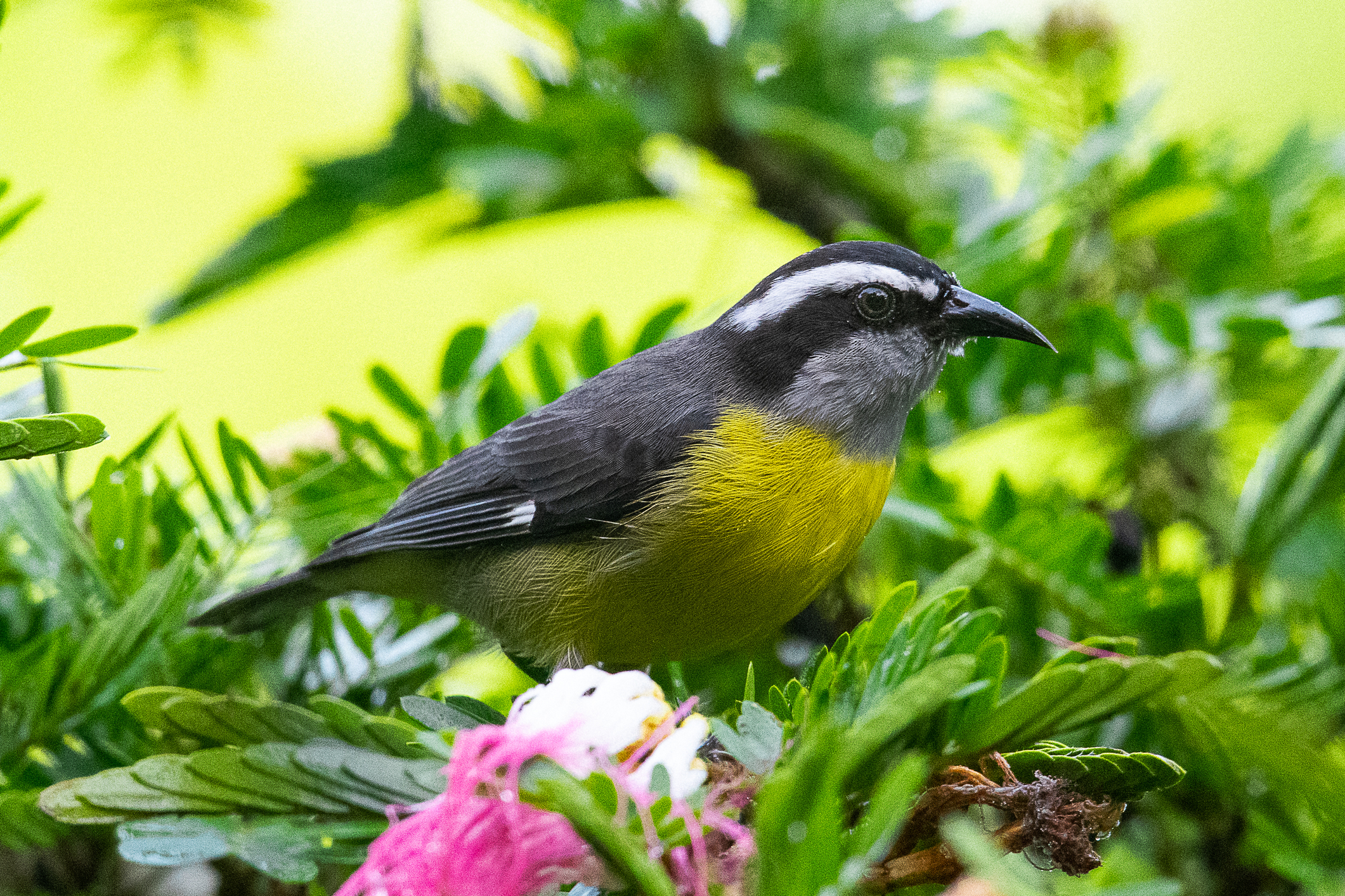 Costa Rican Bird.jpg