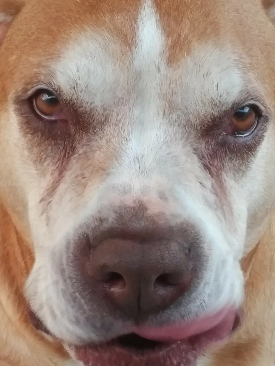 Yo1
