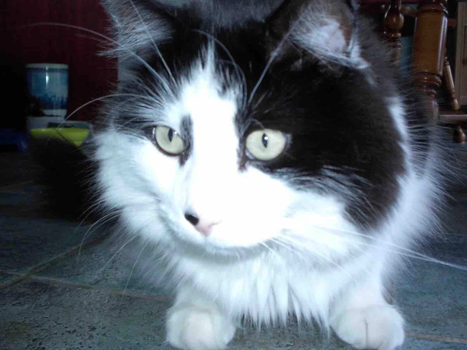 Mr Tommy Cat