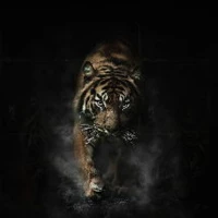 shadowtiger502