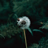 DaffodilTOPAZdirect559